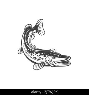 Pike Fish, icône vecteur de pêche et de nourriture, poissons d'eau douce. Brochet ou brochet de rivière ou de lac comme cuisine cuisine cuisine ou menu de restaurant, pêche au marché pêché en ligne plate Illustration de Vecteur