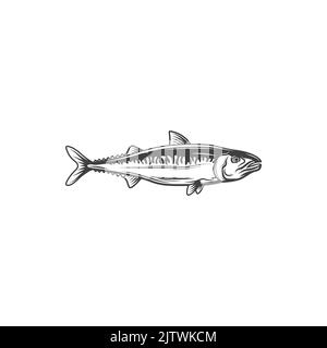 Icône monochrome isolée de petits poissons fourragers anchois. Vector Anchoa, Anchoviella, Engraulis ou la mascotte de pêche Thryssa. Anchois européens, nourriture de poisson de randonnée et appât. Engraulis encrasicolus, Illustration de Vecteur