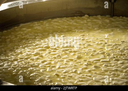 Le processus de production de différentes variétés de fromage dans l'industrie. Fabrication de fromage à partir de lait naturel et préservation des traditions Banque D'Images