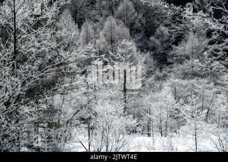 Étang de Tashiro en hiver, Kamikochi, préfecture de Nagano, Japon Banque D'Images