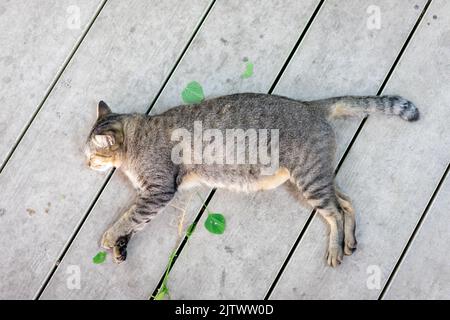 Un chat gris drôles dort après avoir pris une racine de copperleaf indien (catnip) sur le plancher de bois. Banque D'Images