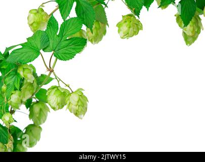 Pile de cônes de houblon vert isolated on white Banque D'Images