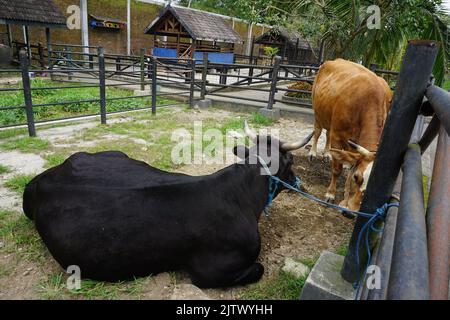 La vache noire couchée au sol depuis l'arrière et la vache brune se tenant devant elle. Bovins de boucherie. Banque D'Images