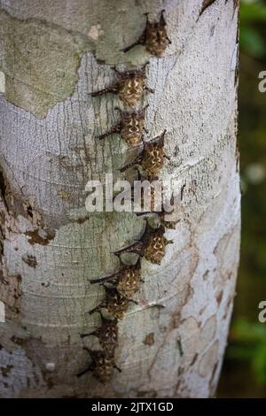 Proboscis Bat, Rhynchonycteris naso, sous une bûche déchue au bord du lac de Lago Gatun, République du Panama, Amérique centrale. Banque D'Images