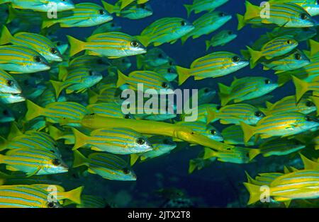Camouflage, la truite jaune (Aulostomus chinensis) nage entre deux études vivaneau Bluestriped (Lutjanus kasmira), Maldives, océan Indien, Asie Banque D'Images
