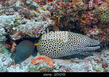 Moray en nid d'abeille (Gymnothorax favagineus) et Moray géant (Gymnothorax javanicus), vivant ensemble, Maldives, océan Indien, Asie Banque D'Images