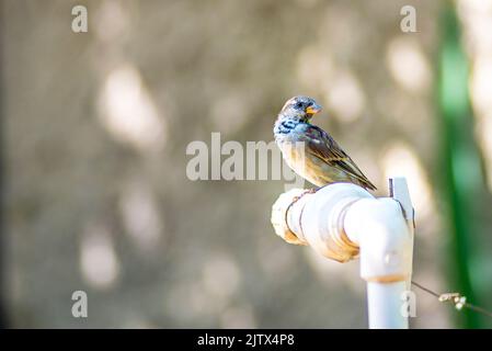 Arroser de l'eau potable sur le robinet Perching sur le robinet (Passer montanus) Greedily, boit des gouttes d'eau du robinet le jour chaud. Banque D'Images