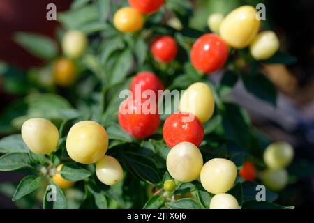 Capsicum-annuum-ornamental-Pepper-Hot-POPS-Purple Banque D'Images