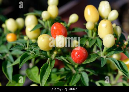 Capsicum-annuum-ornamental-Pepper-Hot-POPS-Purple Banque D'Images