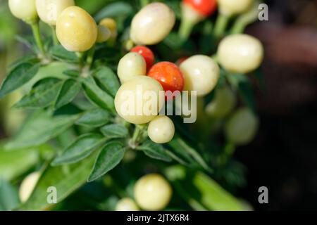 Capsicum-annuum-ornamental-Pepper-Hot-POPS-Purple Banque D'Images