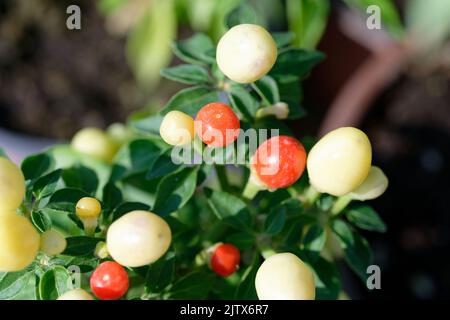 Capsicum-annuum-ornamental-Pepper-Hot-POPS-Purple Banque D'Images