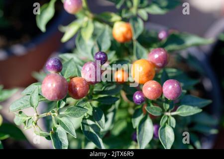 Capsicum-annuum-ornamental-Pepper-Hot-POPS-Purple Banque D'Images