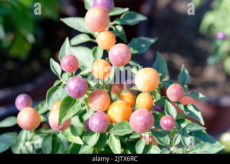 Capsicum-annuum-ornamental-Pepper-Hot-POPS-Purple Banque D'Images