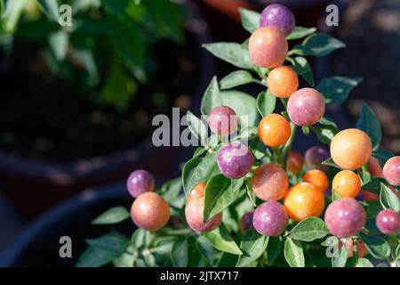 Capsicum-annuum-ornamental-Pepper-Hot-POPS-Purple Banque D'Images