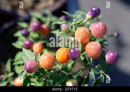 Capsicum-annuum-ornamental-Pepper-Hot-POPS-Purple Banque D'Images