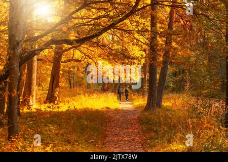 Les couleurs dorées de l'automne dans le parc, un couple amoureux marche le long des chemins parmi les magnifiques arbres de grande taille Banque D'Images