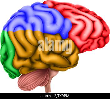 Régions du cerveau humain lobes Illustration de l'anatomie Illustration de Vecteur