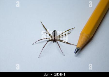 gros plan d'une araignée empoisonnée au violon, la même que celle utilisée dans les films. Banque D'Images