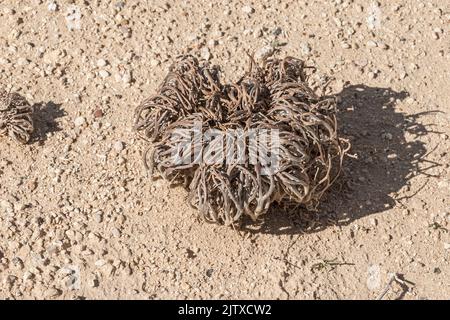 La roseraie de Jericho Anastatica hierochuntica en état dormant dans un habitat extrêmement aride dans le désert d'Arava en Israël Banque D'Images