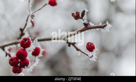 Rosa canina. Un hiver naturel lumière de fond de brousse blanche de rosier de chien recouvert de glace de neige et de baies rouges vives le froid hiver jour Banque D'Images