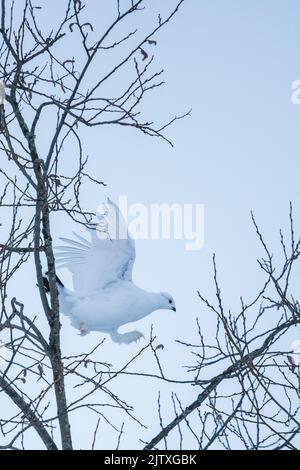 Un lagopède au milieu des branches d'un arbre à Kuusamo, en Finlande Banque D'Images