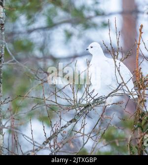 Un lagopède au milieu des branches d'un arbre à Kuusamo, en Finlande Banque D'Images