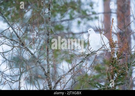 Un lagopède au milieu des branches d'un arbre à Kuusamo, en Finlande Banque D'Images