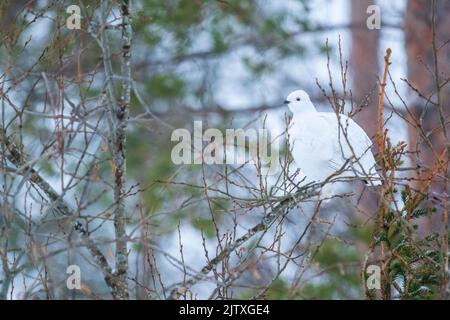 Un lagopède au milieu des branches d'un arbre à Kuusamo, en Finlande Banque D'Images