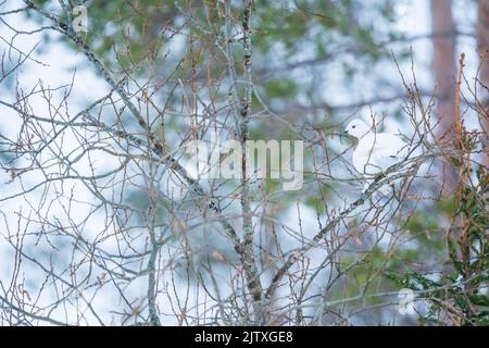 Un lagopède au milieu des branches d'un arbre à Kuusamo, en Finlande Banque D'Images