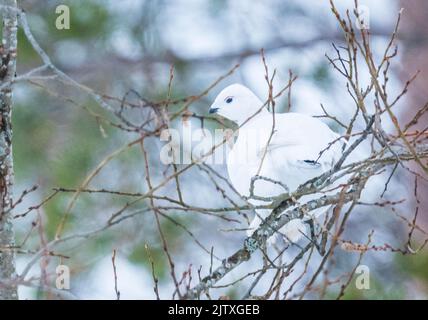 Un lagopède au milieu des branches d'un arbre à Kuusamo, en Finlande Banque D'Images