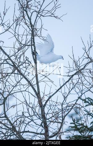 Un lagopède au milieu des branches d'un arbre à Kuusamo, en Finlande Banque D'Images