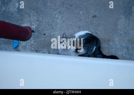 Chat sauvage mignon photographié à Bucarest. Animal doux et furieux. Ce joli manteau rayé noir et blanc est très doux. Banque D'Images