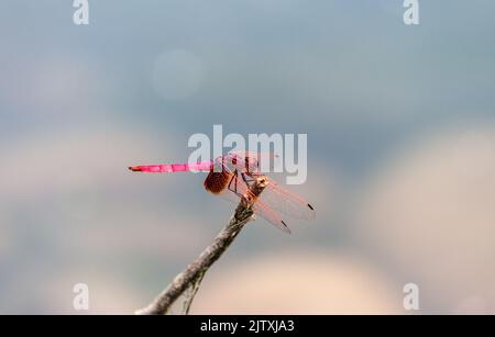 Une planque de marais de Crimson rose (Trithemis aurora) dragonfly sur un mérdn flou Banque D'Images