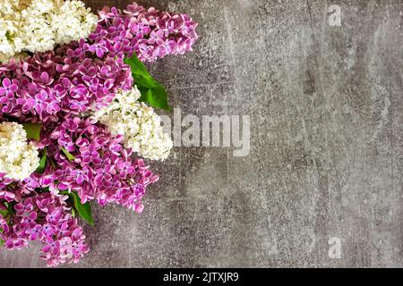 Belles fleurs de lilas violet et blanc sur fond de béton gris. Composition florale. Concept de fête des femmes, de fête des mères, d'anniversaire et de mariage Banque D'Images