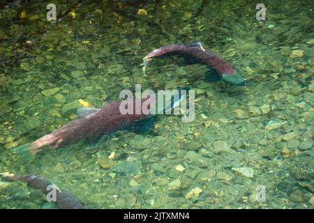 Saumon rouge du Pacifique dans le ruisseau Hatchery, dans le delta de la rivière Copper, en Alaska Banque D'Images