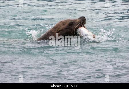 Lion de mer de Steller (Eumetopias jubatus) se nourrissant de saumon rose, Port de Valdez, Alaska, États-Unis, Banque D'Images