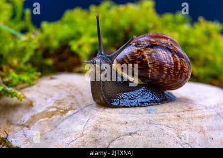 Escargot de raisin sur une pierre, sur fond de ciel sombre et d'herbe verte, macro photographie Banque D'Images