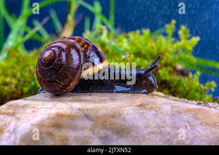 Escargot de raisin sur une pierre sous la pluie, contre un ciel sombre et de l'herbe verte, macro photographie Banque D'Images