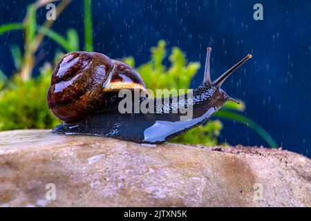 Escargot de raisin sur une pierre sous la pluie, contre un ciel sombre et de l'herbe verte, macro photographie Banque D'Images