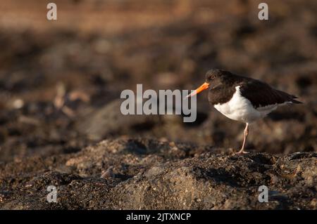 Hématopus ostralegus se reposant. Maspalomas. San Bartolomé de Tirajana. Grande Canarie. Îles Canaries. Espagne. Banque D'Images