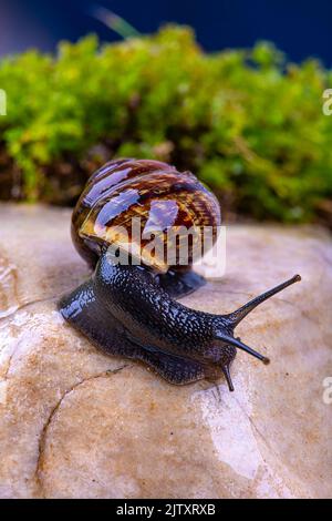 Escargot de raisin sur une pierre, sur fond de ciel sombre et d'herbe verte, macro photographie Banque D'Images