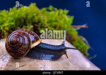 Escargot de raisin sur une pierre, sur fond de ciel sombre et d'herbe verte, macro photographie Banque D'Images