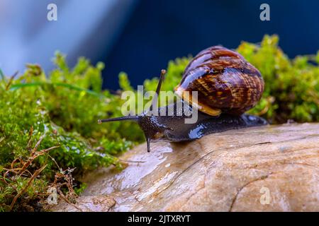 Escargot de raisin sur une pierre, sur fond de ciel sombre et d'herbe verte, macro photographie Banque D'Images