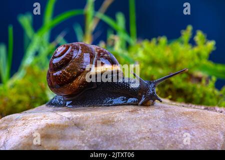 Escargot de raisin sur une pierre, sur fond de ciel sombre et d'herbe verte, macro photographie Banque D'Images