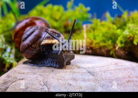 Escargot de raisin sur une pierre, sur fond de ciel sombre et d'herbe verte, macro photographie Banque D'Images