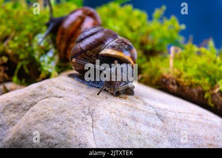 Escargot de raisin sur une pierre, sur fond de ciel sombre et d'herbe verte, macro photographie Banque D'Images