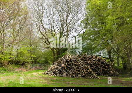 Une pile de bois d'arbres fraîchement coupés dans les terres agricoles sur les pentes sud des collines de Brendon près de Clatworthy, Somerset, Angleterre. Banque D'Images