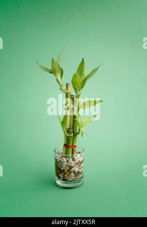 Bambou chanceux, petites plantes dans un vase pour décorer la maison et le bâtiment de bureau isolé sur fond vert Banque D'Images