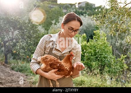 Femme nourrissant des poules de la main dans la ferme. Poule domestique sans pâturage dans une ferme biologique traditionnelle de volaille en liberté. Poulet adulte marchant sur le soi Banque D'Images