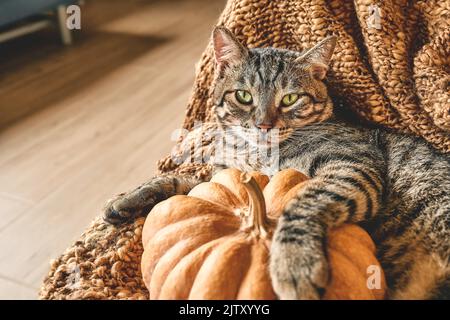 Joli chat tabby avec citrouille. Chaton gris reposant avec potiron sur chaise en osier avec couverture en laine. Ambiance d'automne, vibes d'automne. Jour de Thanksgiving. Banque D'Images